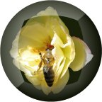 bee honey, pollinator